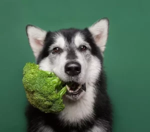 Conheça os sete alimentos que seu pet não pode comer de jeito nenhum