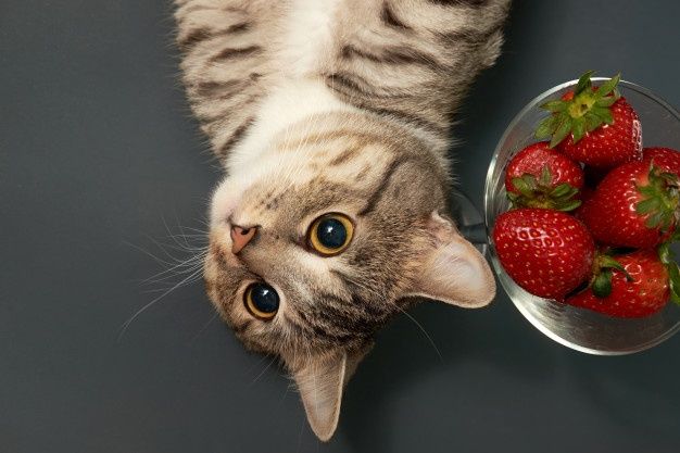 MIAU, vamos variar a alimentação do seu gato?