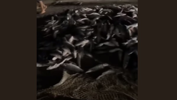 VÍDEO – Pesca de arrastão da tainha em Balneário Camboriú, SC
