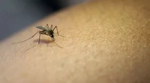 Boletim da dengue: notificações seguem em alta