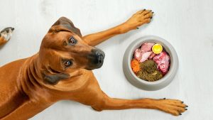 Conheça os sete alimentos que seu pet não pode comer de jeito nenhum