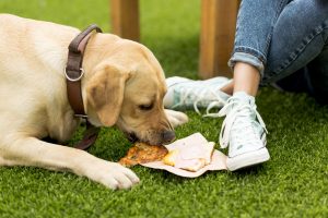 Conheça os sete alimentos que seu pet não pode comer de jeito nenhum