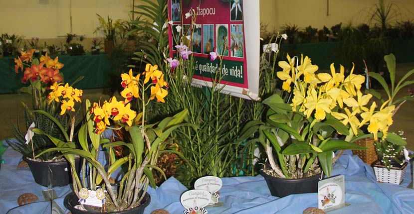 Exposição de Orquídeas no final de semana no Parque de Eventos
