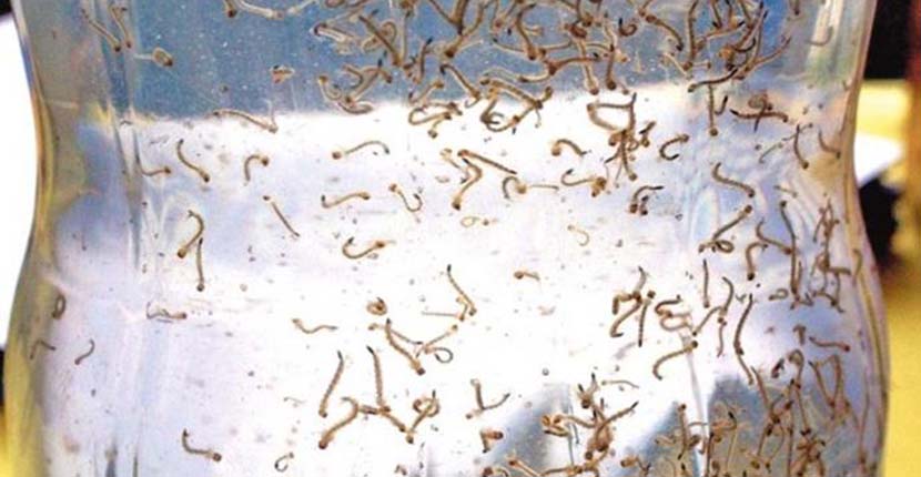 Focos de mosquito da dengue já chegam a 20 este ano 