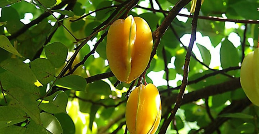 Projeto incentiva plantio de frutíferas em áreas públicas