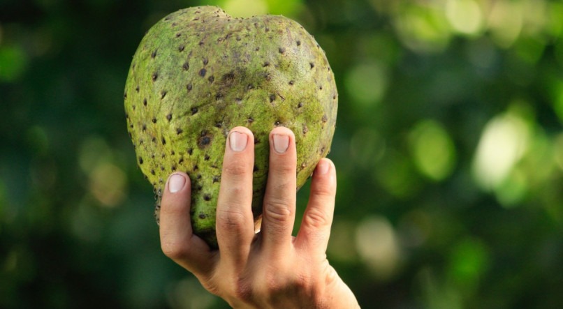 Doenças que o chá de graviola ajuda a combater: Descubra quais são os 7 benefícios do chá de graviola para sua saúde e quais doenças ele ajuda no processo de cura