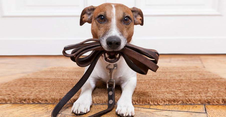 1ª Cãominhada do ano marcada para domingo, na Via Verde 