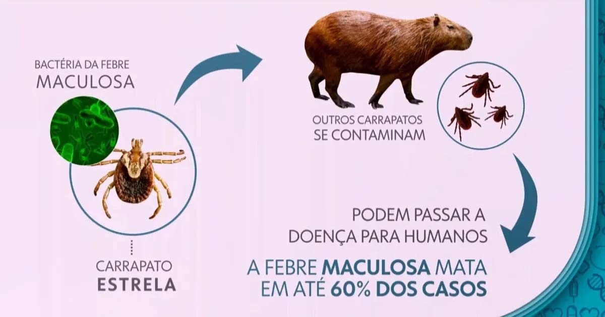 Jaraguá notificou cinco casos suspeitos de febre maculosa e três confirmados
