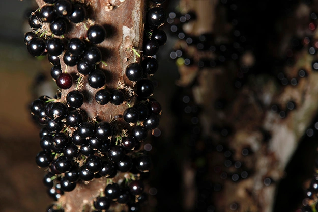 Jabuticaba: Um Verdadeiro Tesouro Brasileiro