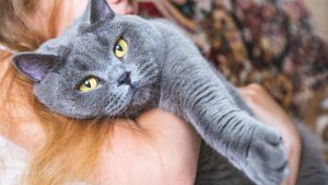 Você_sabia_que_ter_um_gato_pode_ter_benefícios_para_pessoas_com_asma_(6)