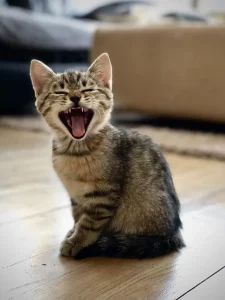 Você- sabia- que- ter- um -gato- pode -ter- benefícios- para -pessoas- com -asma-00-17-07-2023