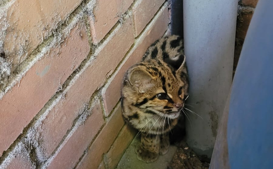 Numero de resgate de animais cai quase pela metade neste semestre