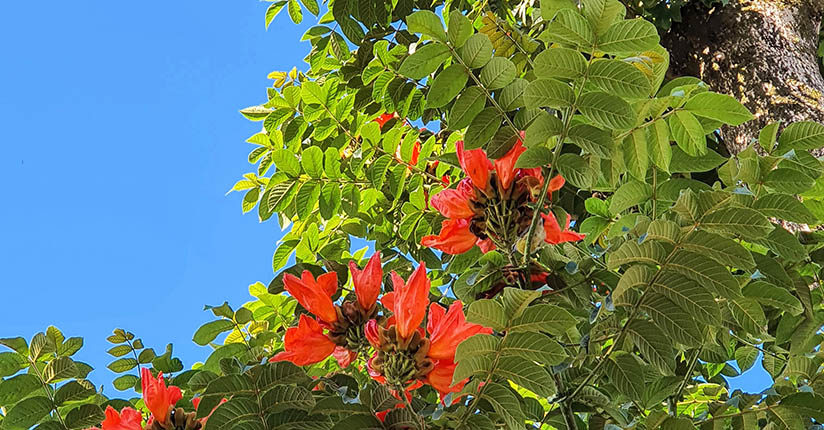 Árvores exóticas, com flores tóxicas, são cortadas em Massaranduba
