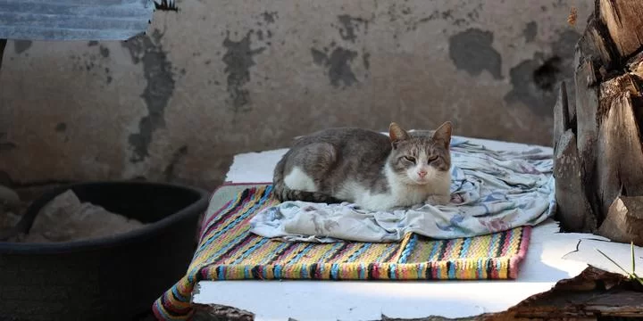 OMS alerta para número ‘elevado’ de gatos infectados com gripe aviária na Polônia