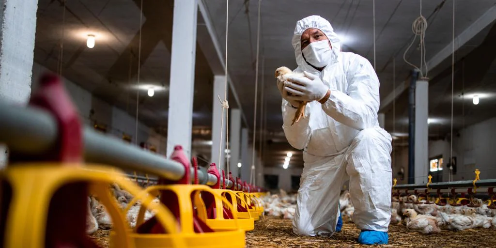 OMS teme que a gripe aviária se adapte com “facilidade” em humanos