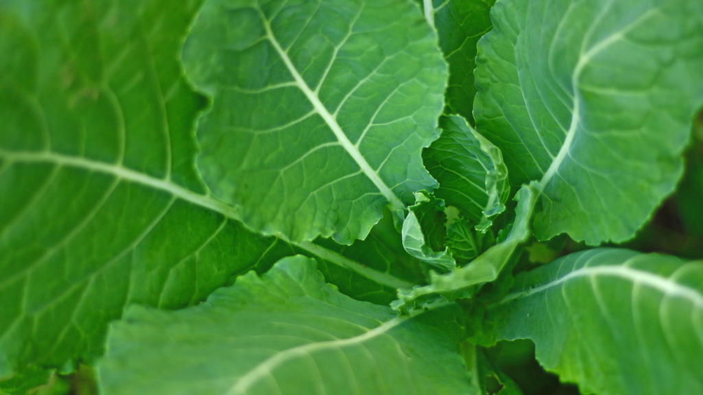 Nutrientes da couve: uma aliada na prevenção de doenças