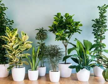 Plantas para espantar visitas indesejadas