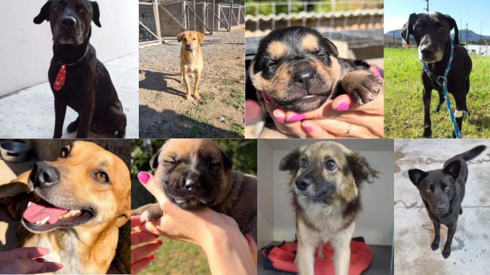 Feira de adoção de animais acontece na Praça neste sábado