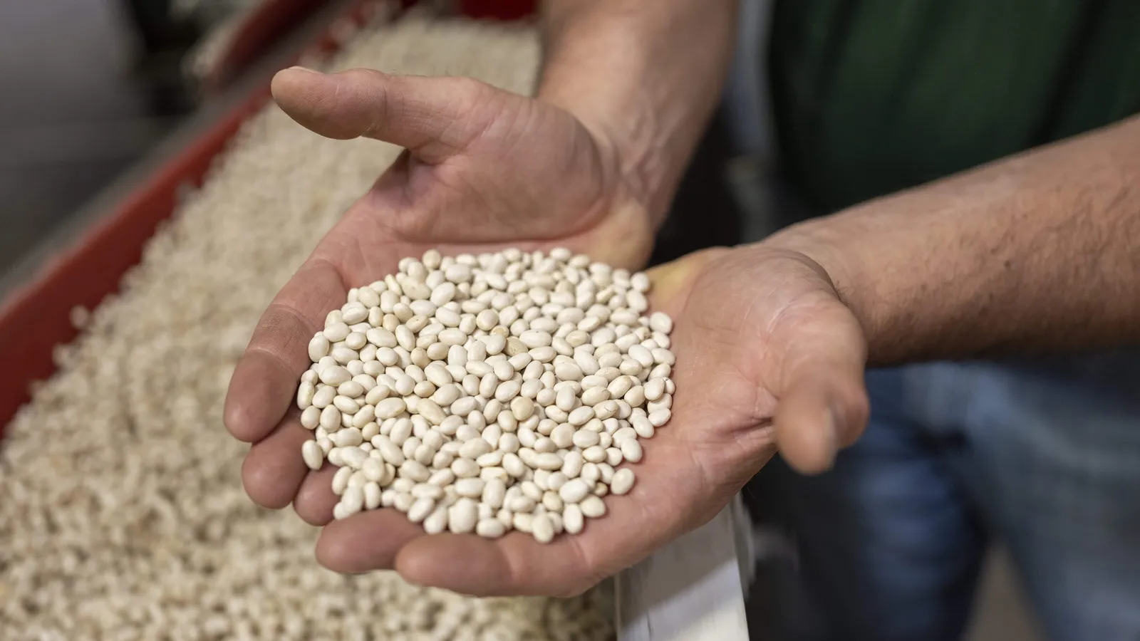 Quais alimentos possuem cálcio e por que ele é importante para a saúde