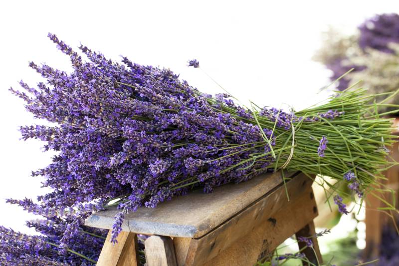 Confira quais são as Plantas anti-mosquitos, seus cuidados e características