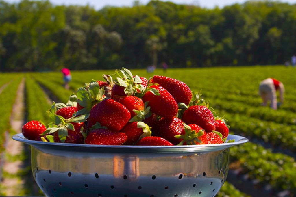 Cenário da produção de morangos está em transformação com novas variedades