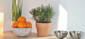 plantas