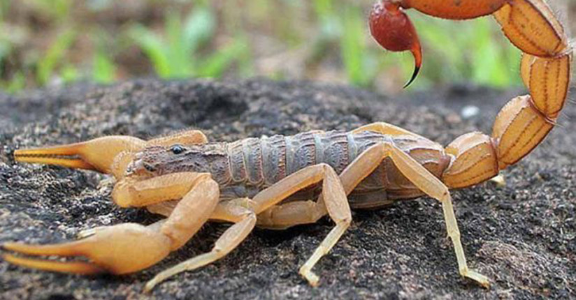 Combate aos escorpiões é tema de encontro da vigilância epidemiológica
