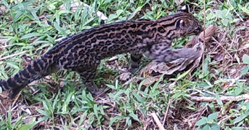 Armadilhas fotográficas captam a riqueza da fauna silvestre de Jaraguá
