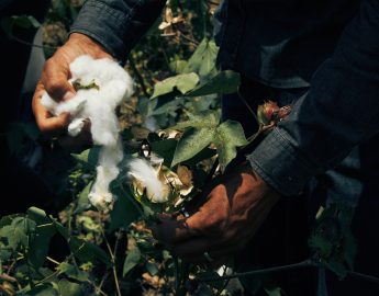 Algodão Orgânico na Paraíba: O Projeto (ilu)miara Transformando a Indústria Têxtil