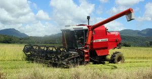 Abertura oficial da colheita do arroz de SC será em Massaranduba