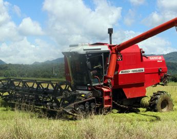 Abertura oficial da colheita do arroz de SC será em Massaranduba