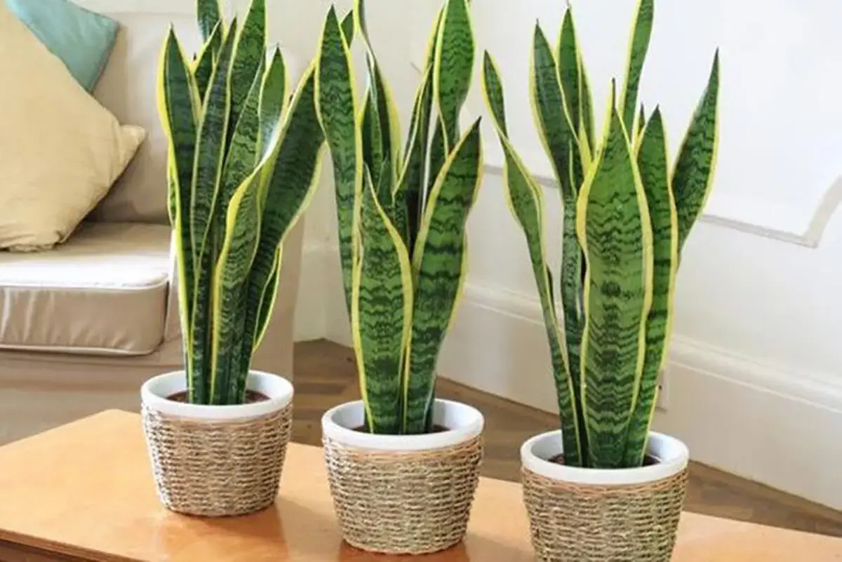 Descubra_plantas_que_atraem_energia_positiva_e_prosperidade!_(5)