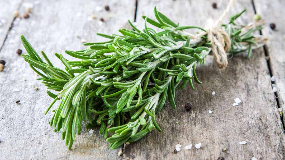 Estratégias-naturais-para-manter-os-carrapatos-longe-01-09-12-23