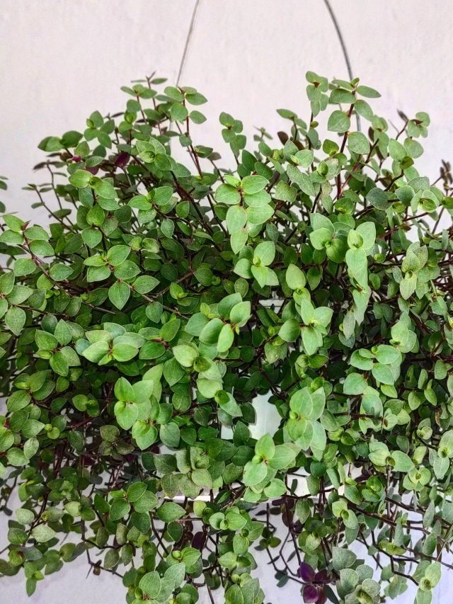 Descubra plantas que atraem energia positiva e prosperidade!