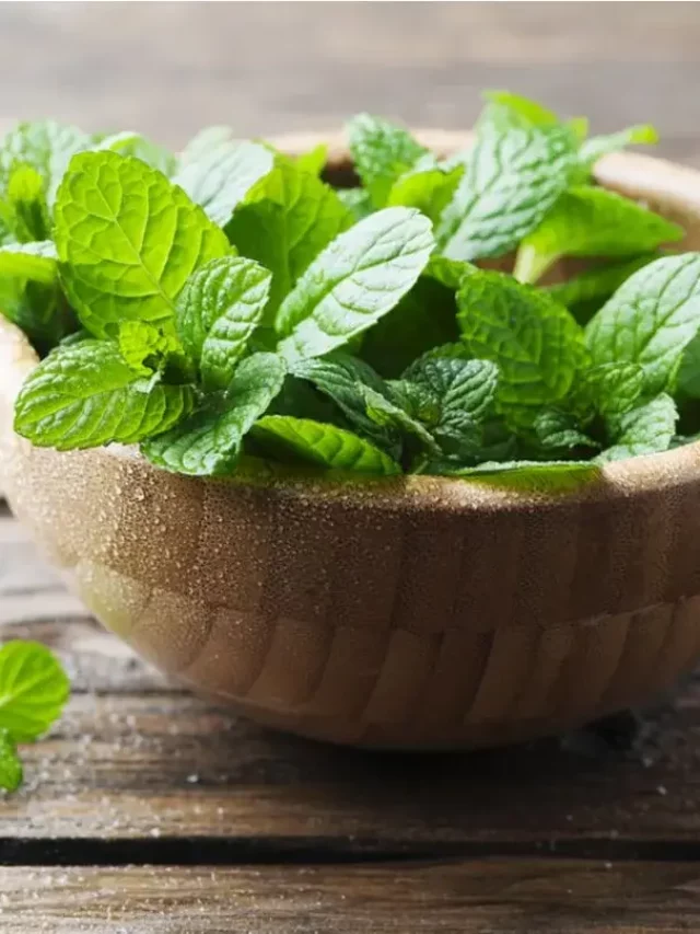 Estratégias naturais para manter os carrapatos longe