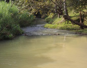 ICMBio utilizará anfíbios como bioindicadores de poluição no rio 7 de Janeiro