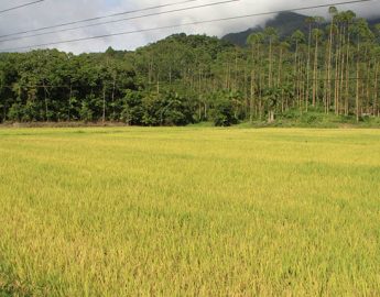 Cooperativa prevê antecipação do início da colheita do arroz em 2024
