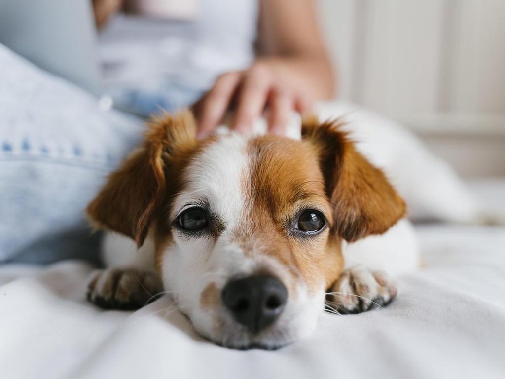 Afinal, cachorros realmente choram de tristeza?