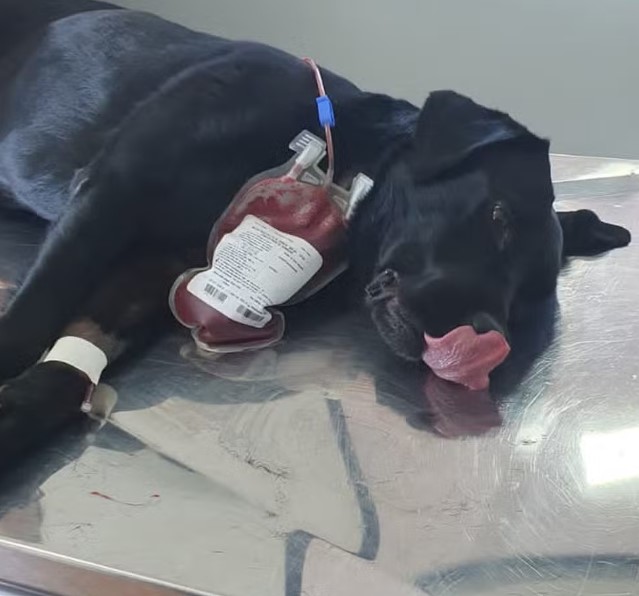Cadela da polícia doa sangue para salvar cão intoxicado em SC