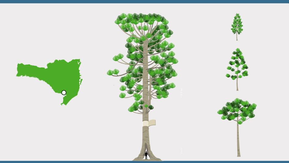 A maior árvore da região Sul está em Santa Catarina