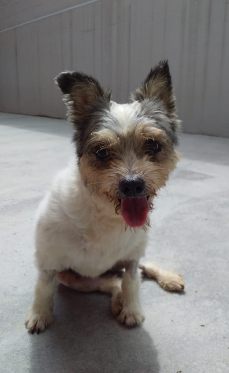 Primeira Feira de Adoção de Animais 2024 acontece neste sábado (20)