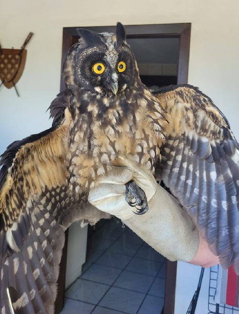 Coruja é resgatada na área central do Município