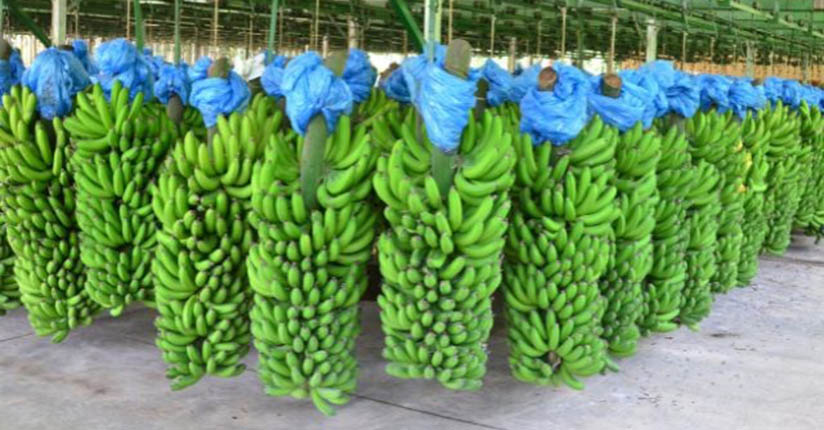 Faturamento com produção de banana cresceu mais de 30% na última safra