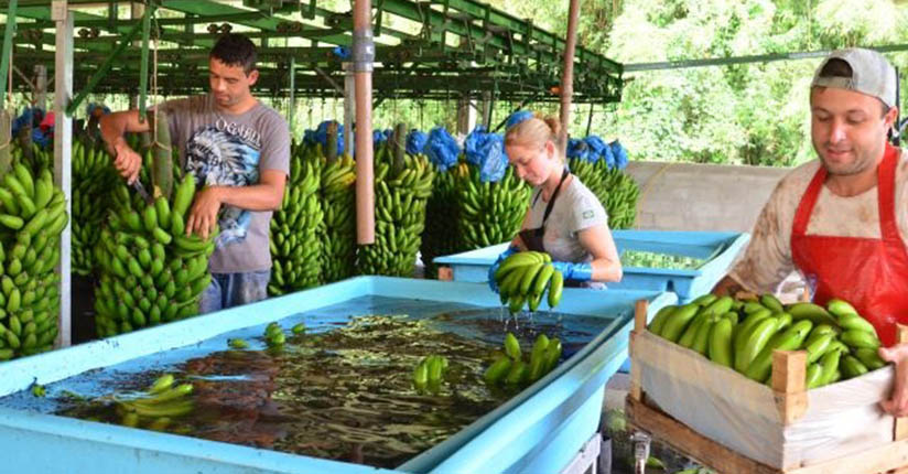 Faturamento com produção de banana cresceu mais de 30% na última safra