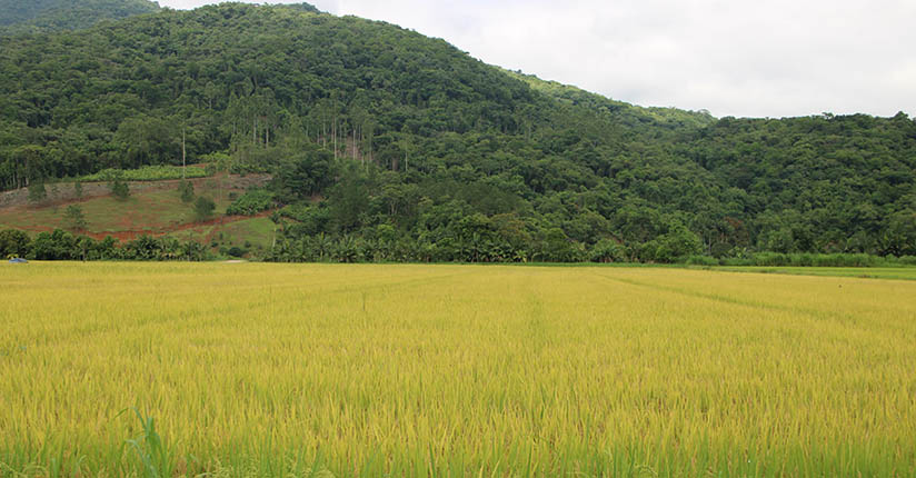 Colheita do arroz da safra 2023/24 já iniciou no Litoral Norte de SC
