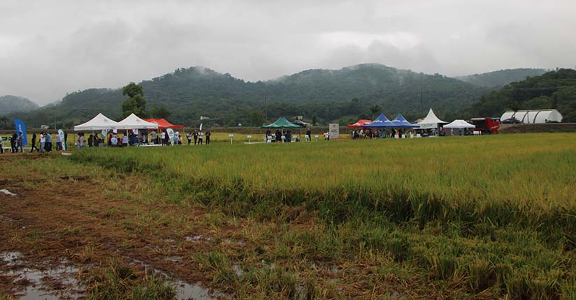 Mesmo com chuva, abertura da colheita do arroz de SC foi concorrida