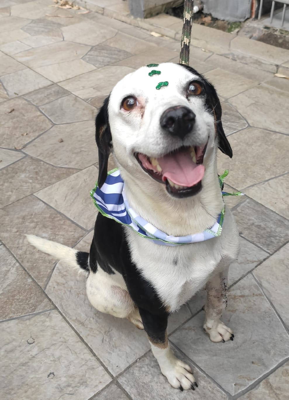 Sábado terá nova feira de adoção na Praça Ângelo Piazera