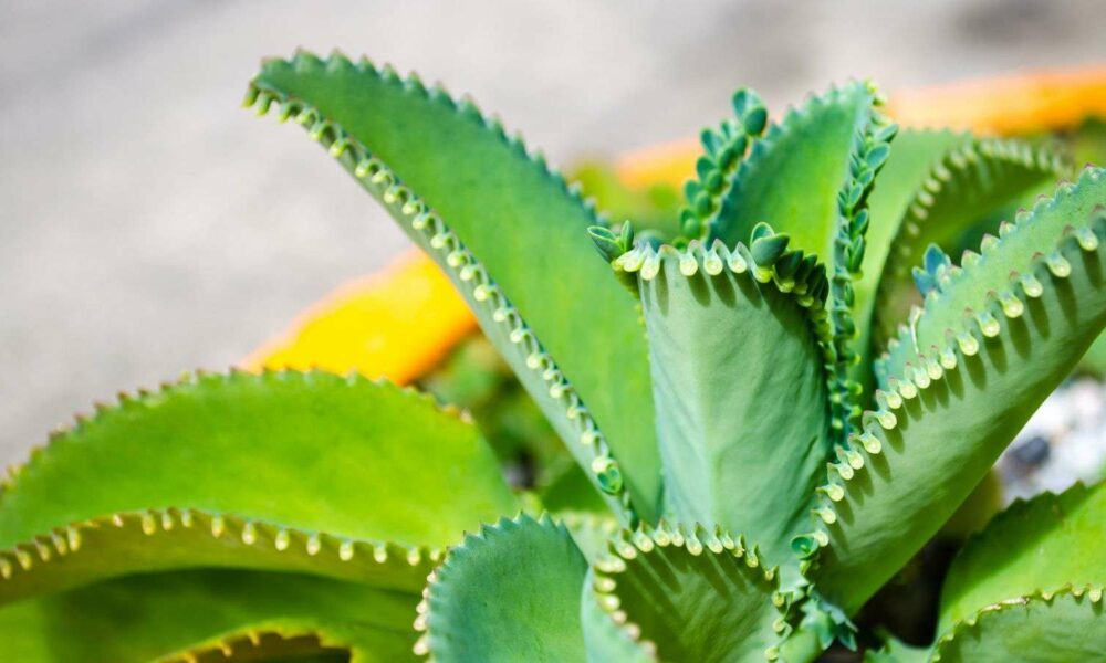 Como cultivar mãe-de-milhares: uma suculenta fácil de cuidar e cheia de brotos