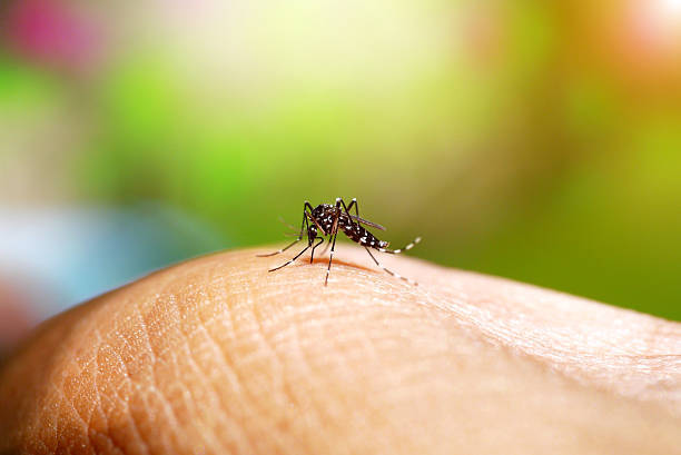 Boletim da dengue: confirmado o 12º óbito
