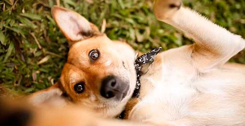 MUNDO ANIMAL: 4 CARACTERÍSTICAS POUCO CONHECIDAS